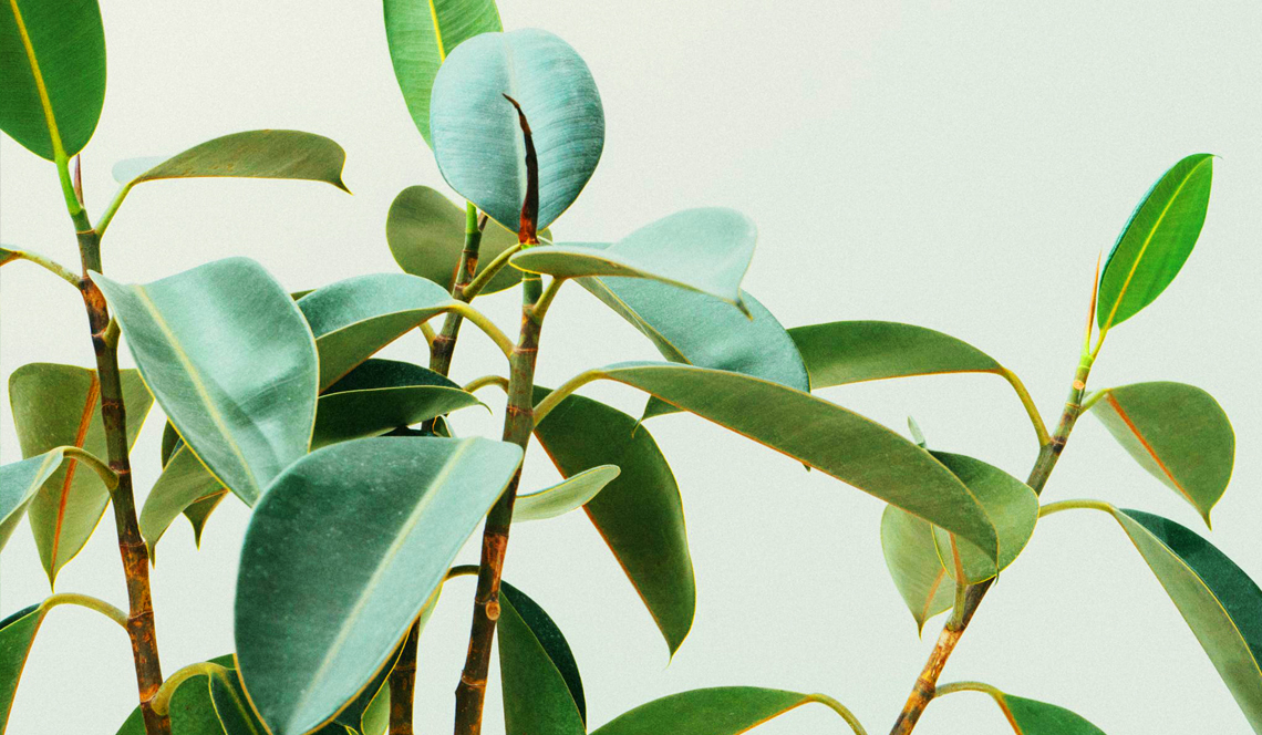 6 Best Indoor Plants to Purify the Air